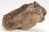 Dinosaur (Triceratops) Frill Shield Section - Montana #208854-1
